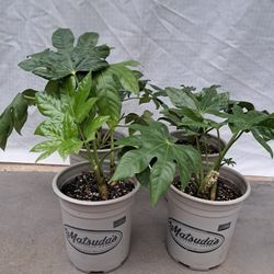 $10 LIVE Young JAPONICA Plants -Japanese Aralia