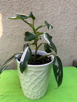 Variegated Philodendron Plant