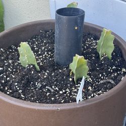 Baby Organic DRAGON FRUIT PLANT succulent