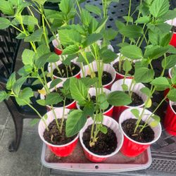 Purple Tomatillo Plants