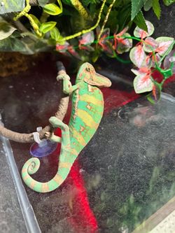 Veiled Chameleon Live Reptile