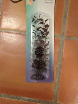 Aquarium Plant