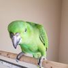 Tino