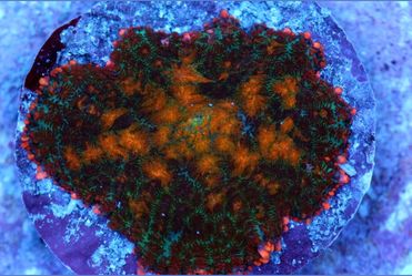 Aquacultured Corals Starting at $5