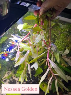 Freshwater aquarium plants