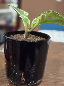 Peperomia Plant Live