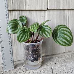 Watermelon Peperomia Plant In Self Watering Pot