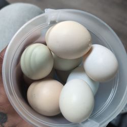 Fresh Organic Eggs