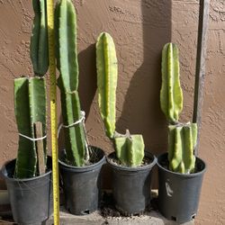 Peruvian Apple Cactus $25 Each