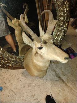 Antelope mount