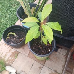 Avocado Plants 