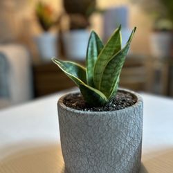 Snake plant- Indoor