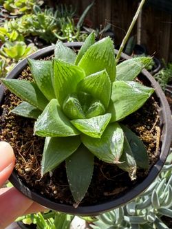 Succulents Plants 🪴