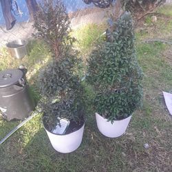 2 Spiral Topiary Trees