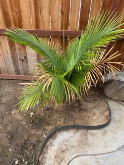 Majestic palm