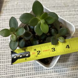 Four Jade Plant Crassula Ovata-indoor Succulent