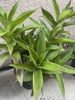 leaf 🍃plant 