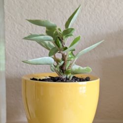 Healthy Beautiful Indoor Plant(Peperomia)