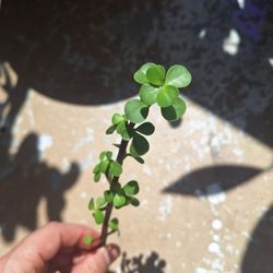 Jade Plant Sapling Rooted