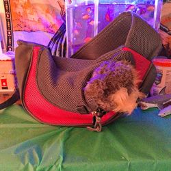 Pet Carrrier Bag/ Purse. Crossbody. $10. Good  Condition.  