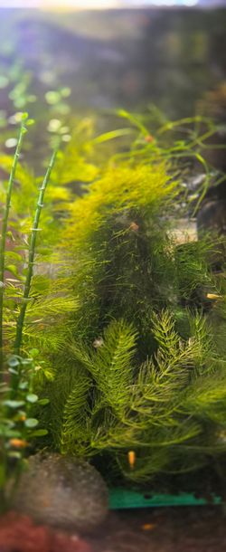 aquarium live plants for shrimp