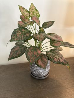 Calathea for Sale – Air-Purifying & Non-Toxic – Local Pickup Only