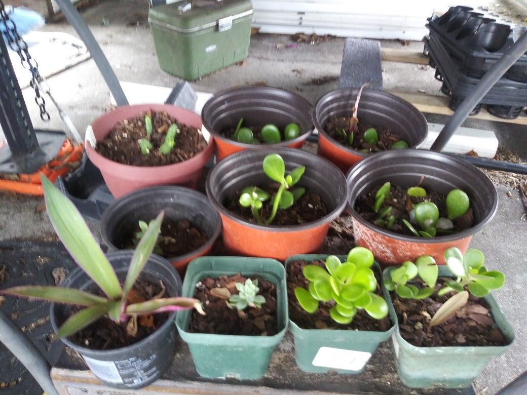 Assorted Plant's $5.00