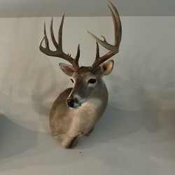 Deer Mount 