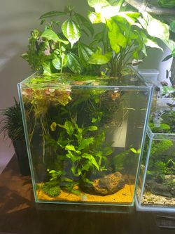 Fluval Chi 5 gallon planted Aquascape Fish Tank aquarium as pictured.