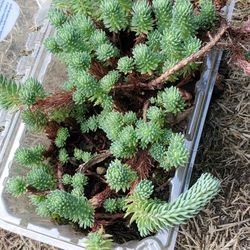 Evergreen Spruce Stonecrop Ground Cover Plants , Will Bloom In yellow!