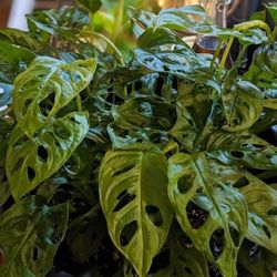 $6/ea OR 3/$15 Monstera Adansonii // Swiss Cheese Plant CUTTINGS 
