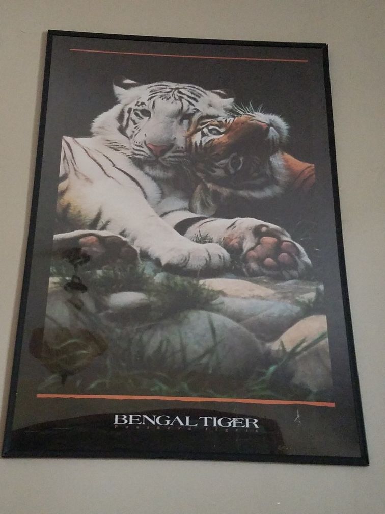 Framed Bengal Tiger Poster.
