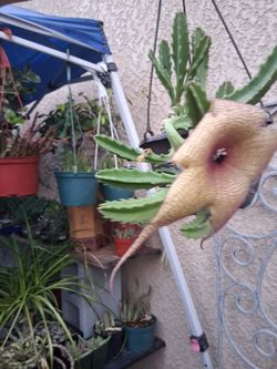 Stapelia Gigantea Carrion "Starfish " Plant $25