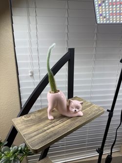 Live Monkey Tail Cactus plant with a Pink Cat Ceramic Pot (Please read full description)
