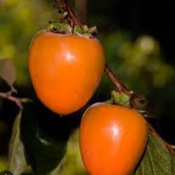 Persimmon   Tree