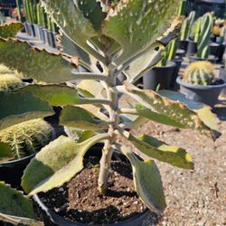 Succulent 