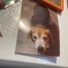 Beagledog