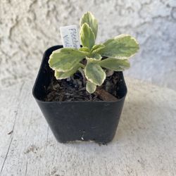 2 Inch Pot Succulent Plant - Plectranthus Neochilus Variegated - Mike's Fuzzy Wuzzy - Blue Lobster - Rooted & Established - Drought Resistant 🪴 Baby 