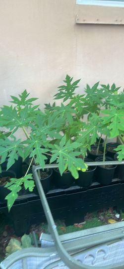 Hawaiian and Brazilian Papaya Trees