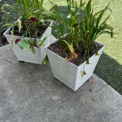 Calla Lilys 