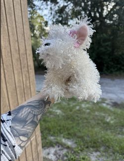 Webkinz Dog