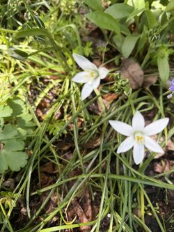 Star of bethlehem Plant
