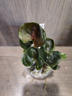 syngonium strawberry ice #1