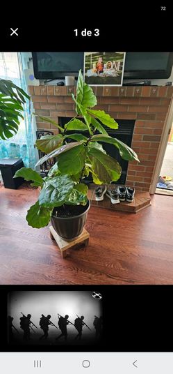 Fiddle-leaf