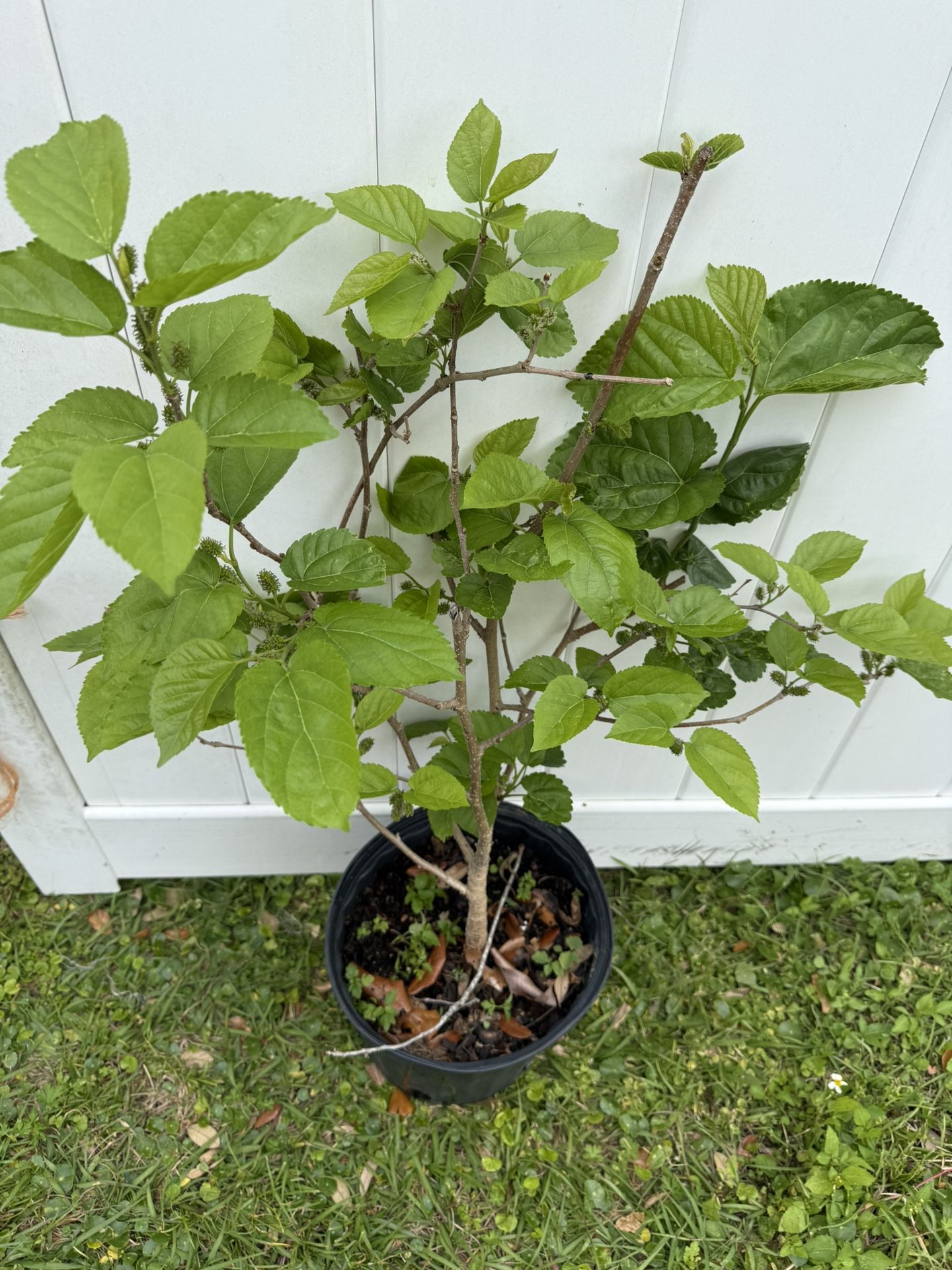 Dwarf Mulberry Tree With Lots Of Fruit (3 Ft Tall)