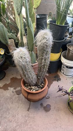 Rare cactus