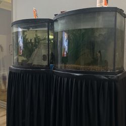 Two 36 Gal Fish Tanks Bow Front 