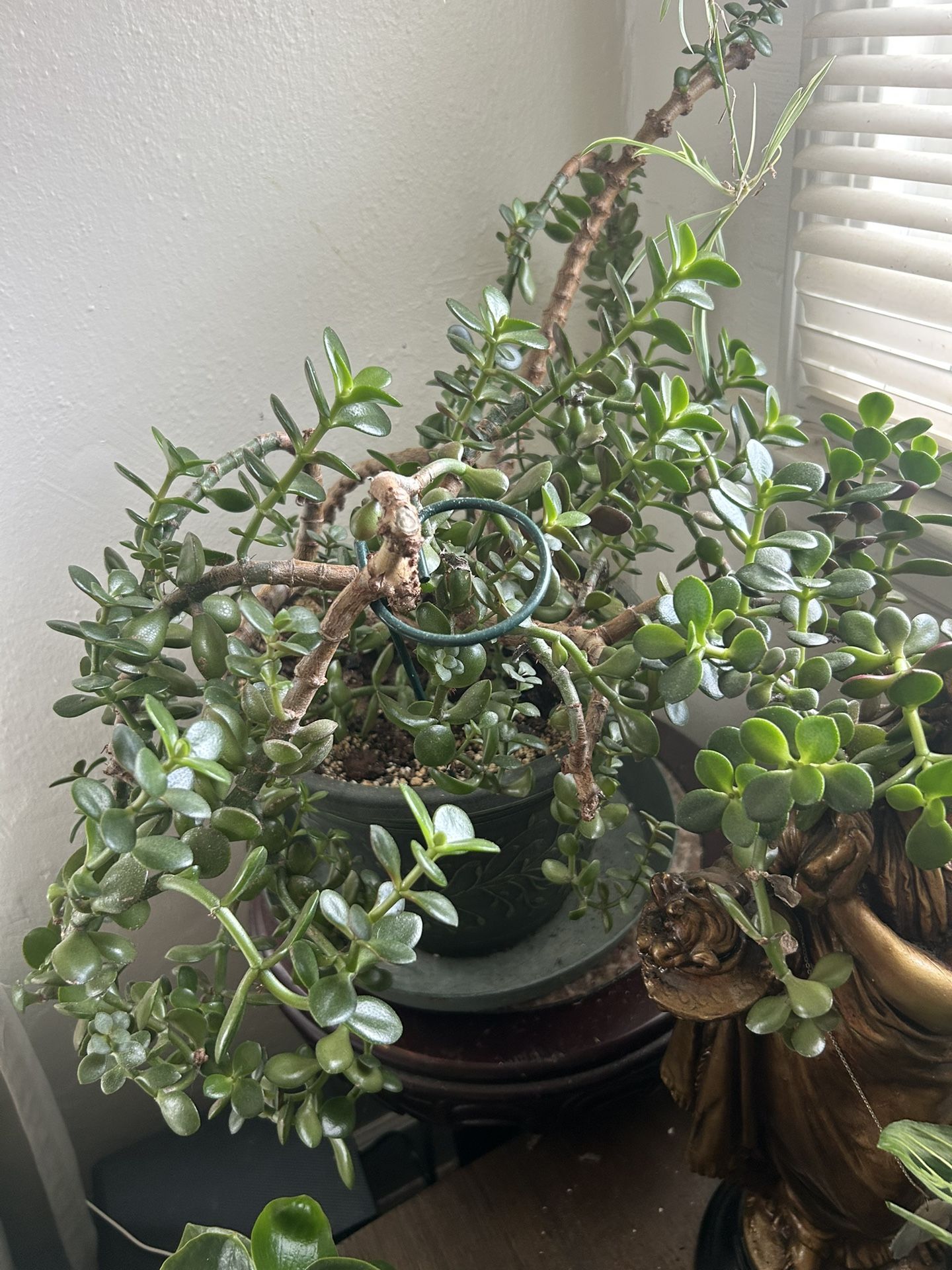 Jade Plant