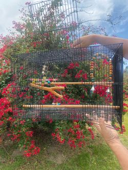 Bird cage