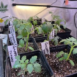 Vegetable plant sale